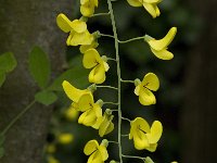 Laburnum anagyroides 1, Gouden regen, Saxifraga-Jan van der Straaten